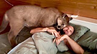 It's incredible when a COUGAR tries to wake you up in the morning! Would you like that?