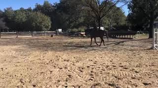 Sonny Trot 10/20/21