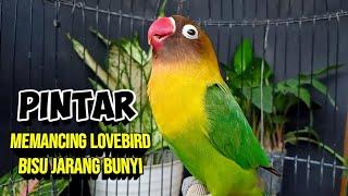 Suara Lovebird GACOR Ngekek Panjang PINTAR Memancing EMOSI Labet BISU Yang Jarang BUNYI