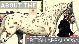 About the British Appaloosa | Horse Breeds |