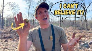 I Still Can't Believe It! Cleared Trees Reveal a Treasure Jackpot