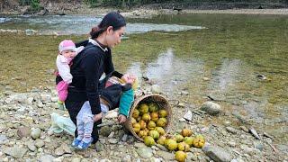 Single mother harvests fruit to sell - Fences the garden - Builds a new life - Diễm daily life