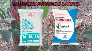 PUPUK NPK MUTIARA & PHONSKA MANA YANG LEBIH BAIK?