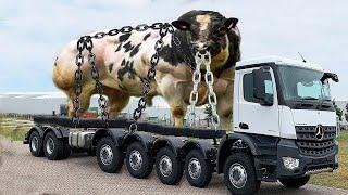 Revolutionary Calf Transportation Advanced Milking Tech Fiery Farm Girls Live Stream