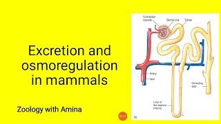 Excretion and Osmoregulation in Mammals | @ZoologywithAmina