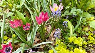 Insta Favorite Magical Wild Tulips Tulipa Species Spring Dwarf Bulbs Fairy Garden Dream Flowers