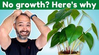 5 Reasons Your Plant Has Stopped Growing