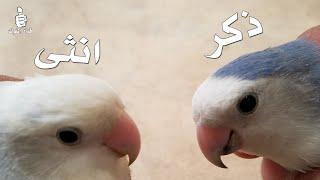 كيف تعرف ذكر الروز من الانثى بطريقة سهله |  طيور لوف بيرد LoveBird