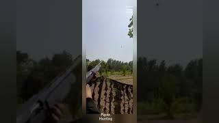 pigeon hunting in/hunting in Pakistan #haroonkhanhunter #shikar #hunting