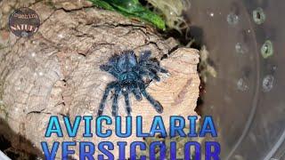 НОВЫЙ ПИТОМЕЦ Avicularia versicolor,  пересадка + кормление нового ПАУКА !!!!!