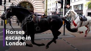 Military horses escape onto streets of London