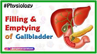 Filling and emptying of the Gallbladder Animation  - Usmle step 1 Physiology Animations