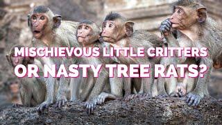 Macaques: Mischievous Little Critters or Nasty Tree Rats?