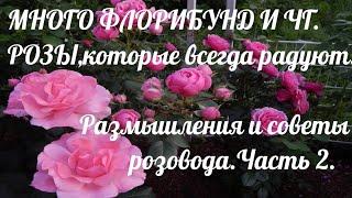 Флорибунды и ЧГ в моём саду.Лучшие для северных садов.Советы розовода.Часть 2.