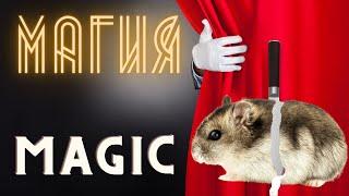 Hamster funny MAGIC tricks 