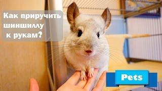 КАК ПРИРУЧИТЬ ШИНШИЛЛУ К РУКАМ?