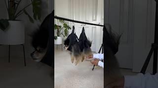 How I trim my dogs paws ️ sling from @sirius-alpha #pomeranian #dog