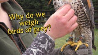 Falconry Basics | Introduction to Weight Management