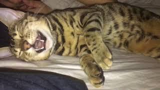 Bengal Cat Sleep Talks