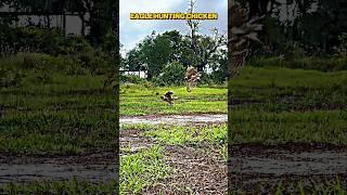 Eagle vs Falcon #trending #animals #wildlife #falcon #eagle #hawk #shorts #birds #youtubeshorts