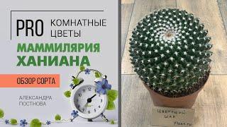 Маммилярия Ханиана - цветущий кактус размером с мяч. Каждая колючка прекрасна. Завораживает.