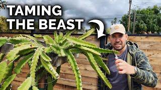 Dragon Fruit Care: Pruning, Fertilizing, & Disease 