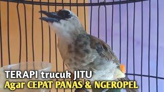 Trucuk BETINA memanggil Jantan Suara Birahi Ngecuplik 100% pancingan trucukan gacor agar BUNYI EMOSI