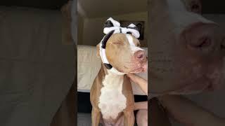  #massage #relaxingsounds #shortsfeed #peace #pitbull #soothing #asmr #asmrsound #cutebaby