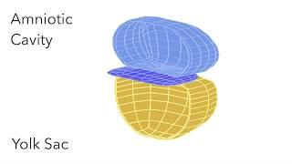 Embryo Folding: Amniotic Cavity & Yolk Sac - Animated Embryology