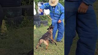 ‼️Malinois attack. Police dog training. #REXZONE Odessa. Ukraine.