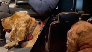 Dog Visits Dog-Friendly Cinema