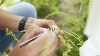 Hightech meets handcraft: sugar beet breeding at KWS