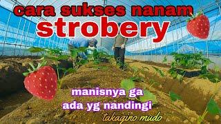 cara menanam strobery anti gagal || #magankejepang,#pertanian jepang #japantour