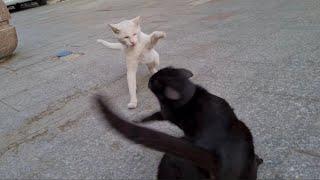 White Cat and Black Cat Fighting Each Other.