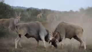 Battle of Titans: Massive Eland Fight