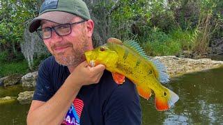 We Hit The MOTHERLODE In The Everglades! Peacock Bass Fishing Charter