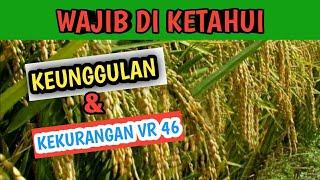 PADI VR46 || kelebihan n dan kekurangan padi vr 46