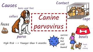 Parvovirus in Dogs: Causes, Symptoms, Diagnosis, Treatment