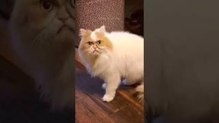 #93 Cute Cat videos  #fails #funny #moments #reels