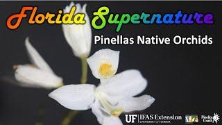 Pinellas Native Orchids