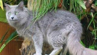 Animal Planet  :  Cats 101 ~ Nebelung