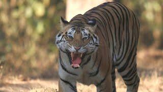 Man Eating Tigers of Sundarbans - Full Film