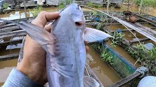 TEHNIK LEGEND !! MANCING BAUNG BABON JORAN BAMBU