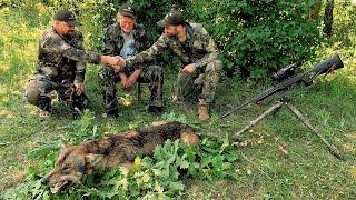 Волк на вабу. Охота в Беларуси