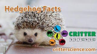 Hedgehog Facts