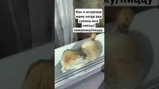 Мило #индоминусяйца #шайлураптор