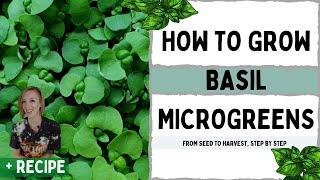 How to Grow Basil Microgreens - Full Walk-through with TIPS & TRICKS + Recipes!