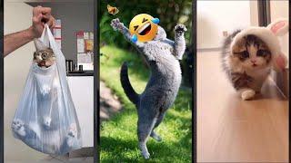 Cat videos ‍⬛ Cat Fight  #FunnyCats #5642