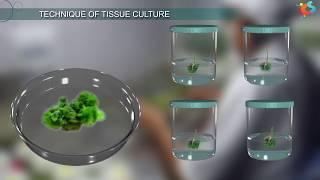 Tissue Culture