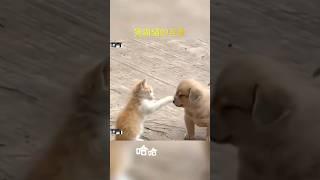 貓與狗的搞笑互動，dog and cat funny！ #野生動物 #動物觀察 #動物頻道 #動物奇觀 #動物解說 #搞笑視頻 #動物 #萌寵 #貓咪影片 #狗狗搞笑 #狗影片#抖音歌曲